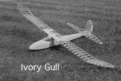 18 Ivory Gull 18 Ivory Gull